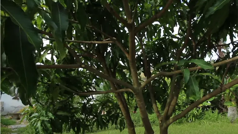 A lush mango tree with a dense canopy of green leaves and a network of sturdy branches, set in a tropical garden environment.