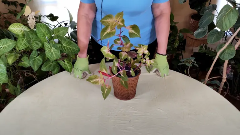 A person with gloved hands holds a potted plant with variegated green and purple leaves, standing behind a table with a cream cloth, with more plants in the background.
