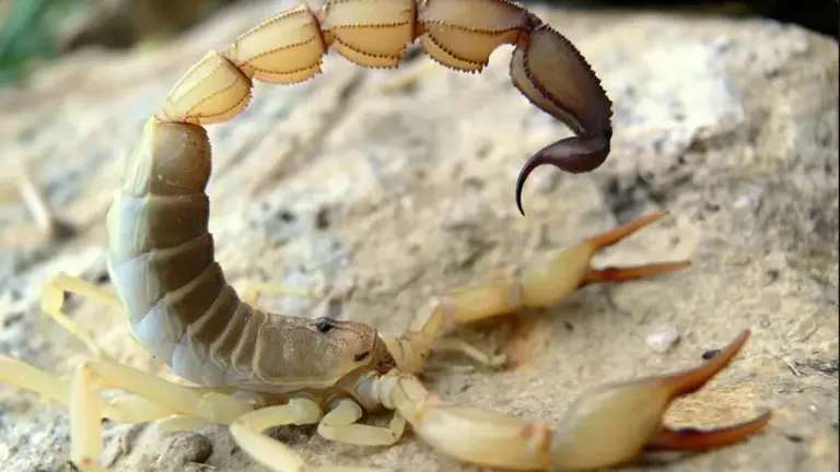 Fat-tailed Scorpion