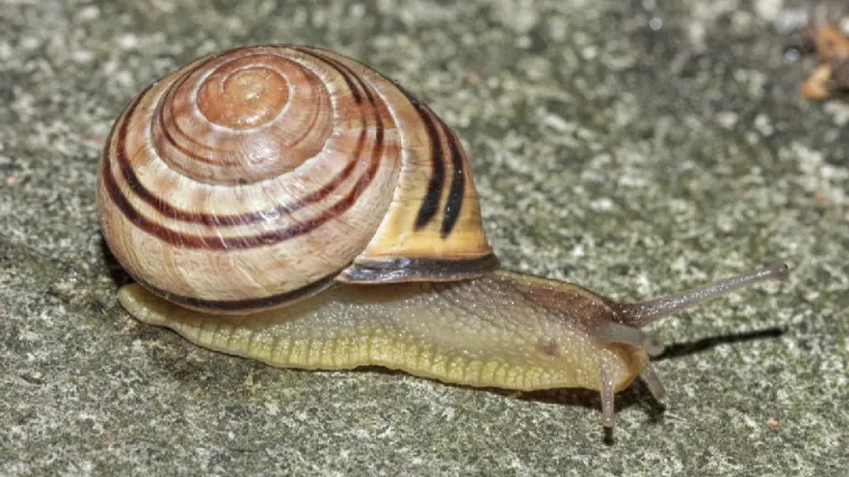 Brown-lipped Snail
