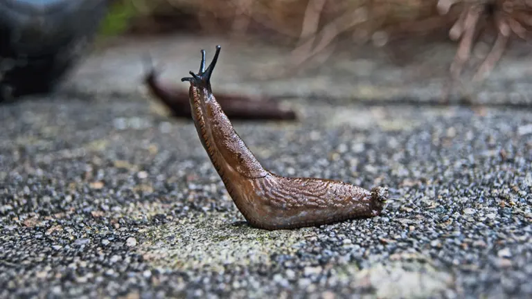 Greenhouse Slug