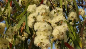 Corymbia Tessellaris Tree