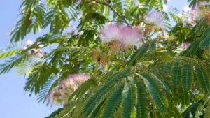 Legumes Tree