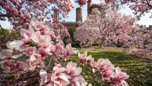 Magnolia Tree