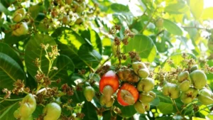 Cashews Tree