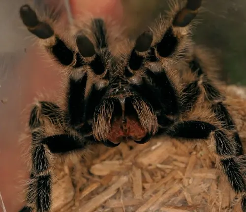 Reproduction of Mexican Red Knee Tarantula - a close-up image showing the mating process of these arachnids.