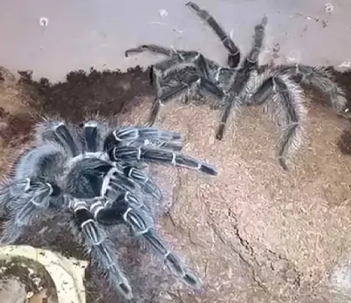 Two Salmon Pink Birdeater Tarantulas in a cage, showcasing their unique lifecycle.