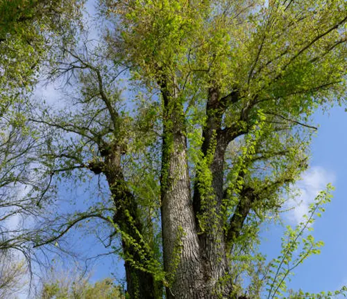 Tall tree with a thick trunk and fresh spring leaves against a blue sky.