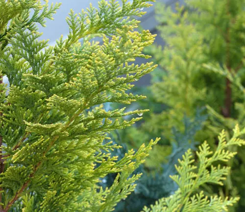 Close-up of vibrant green conifer branches with detailed foliage texture