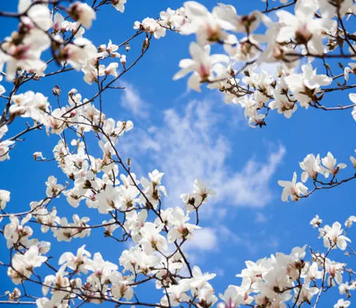 White magnolia flowers blooming against a blue sky with clouds