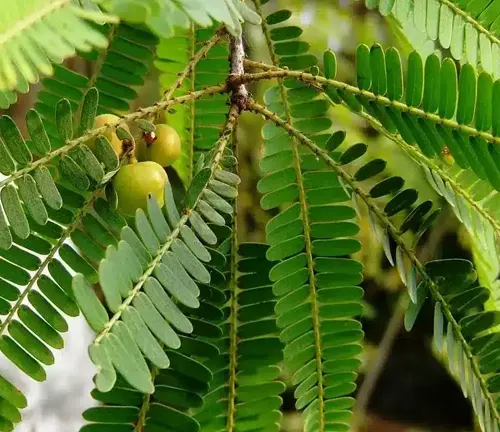 Branch with compound leaves and round green fruits