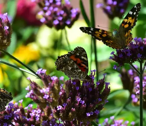 Butterflies on lavender flowers in a garden, including the migratory "Painted Lady Butterfly".