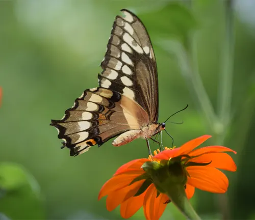 A Giant Swallowtail Butterfly perches on a vibrant yellow flower, playing a crucial role in pollination.