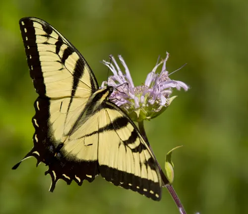 A close-up photo of an Eastern Tiger Swallowtail butterfly feeding on a vibrant purple flower.