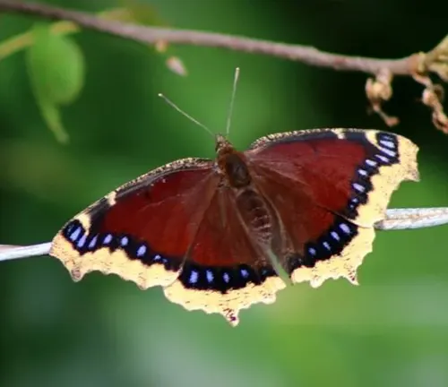 A Mourning Cloak Butterfly perches on a branch, showcasing its black and brown wings.