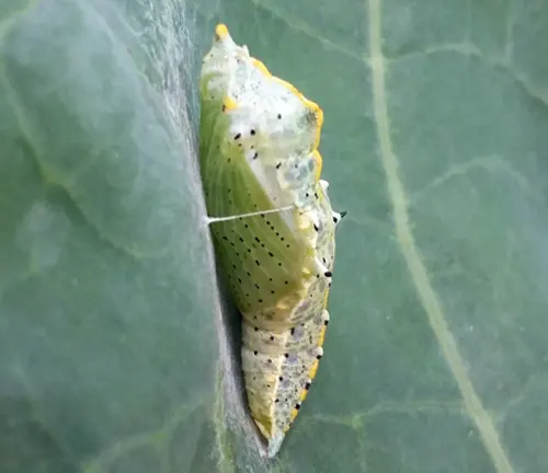 A caterpillar on a leaf during its pupal stage as a "Large White Butterfly".