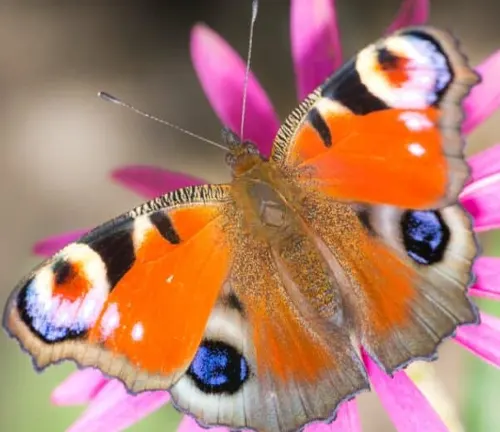 A peacock butterfly feeding on a flower - stock video and royalty-free footage.