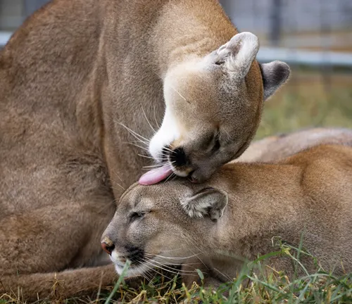 Two mountain lions engaging in playful behavior in the grass as part of their mating rituals.