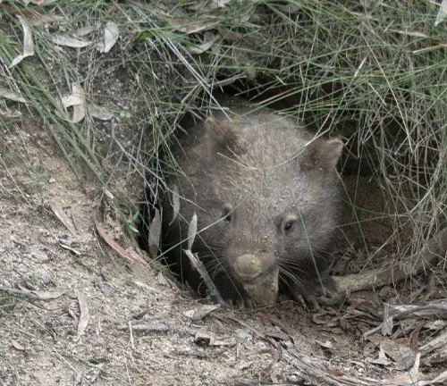 A Wombat peeks out of its burrow, revealing its adorable face and furry body.