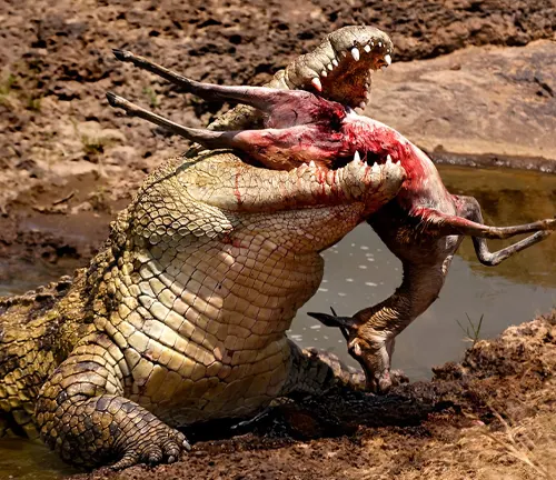 A Nile crocodile displaying predatory behavior with its mouth wide open in the water.
