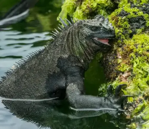 A marine iguana swimming in water, feeding.