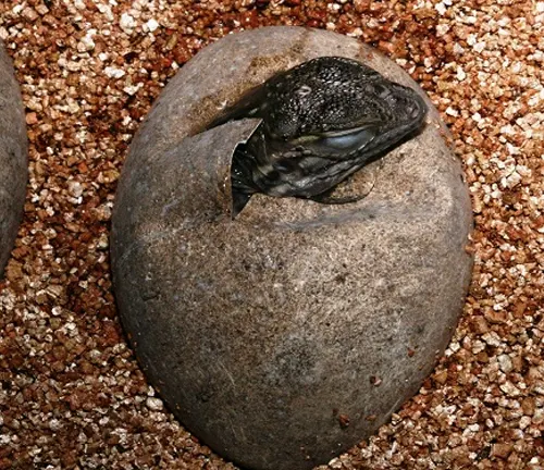Two rocks with a small lizard inside, representing nesting and hatching of a Rhinoceros Iguana.