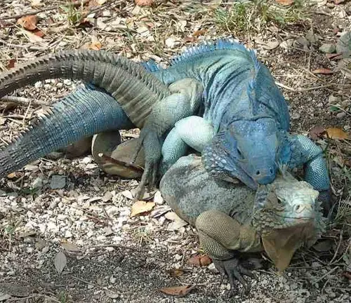Two blue iguanas standing on a rock, facing each other. They are displaying their vibrant blue coloration and engaging in a mating ritual.