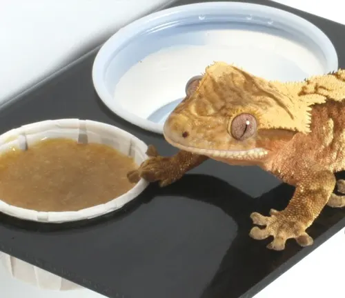 A Crested Gecko eating a balanced diet of insects and fruit to maintain its health and well-being.