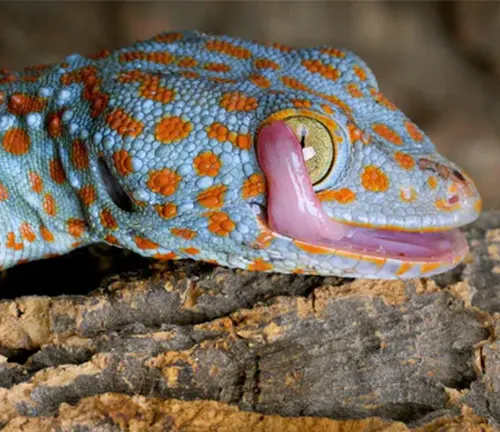 A territorial "Tokay Gecko" with a pink tongue sticking out of its mouth.