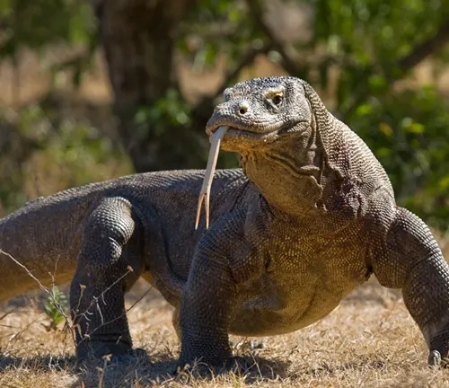 A territorial Komodo Dragon, a large lizard with a long tail, standing in the grass.