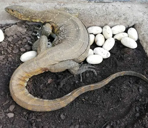 A Nile Monitor Lizard nesting in the sand, with eggs hatching.