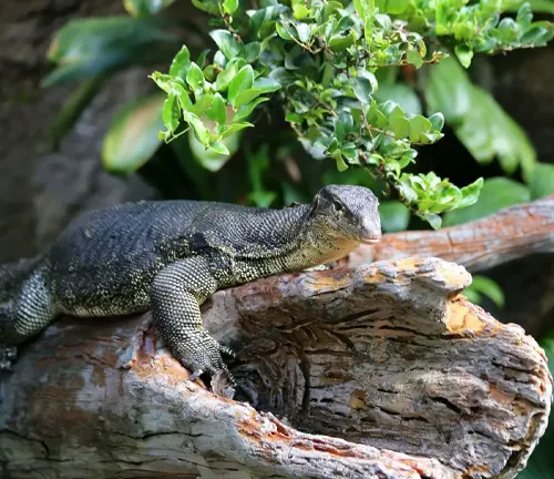 A monitor lizard perched on a tree branch, showcasing the life cycle of an Asian Water Monitor.