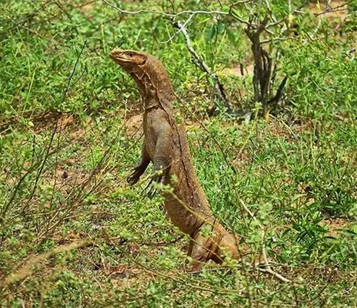 A Bengal Monitor lizard standing on hind legs in grass.