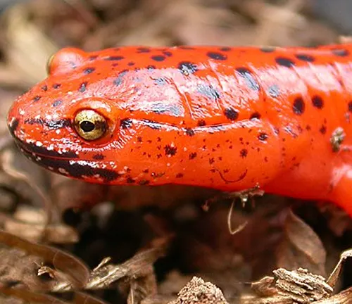 Close-up of a red salamander's head with black spots on leaf litter.