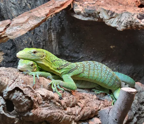 Two green lizards, Emerald Tree Monitors, perched on a log in their natural habitat.