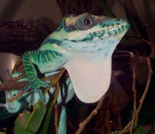 Knight Anole Lizard displaying aggressive behavior, puffing up its throat and extending its dewlap.
