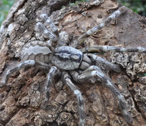 "Chinese Giant Earth Tiger Tarantula crawling on a branch, showcasing its unique coloration and impressive size."