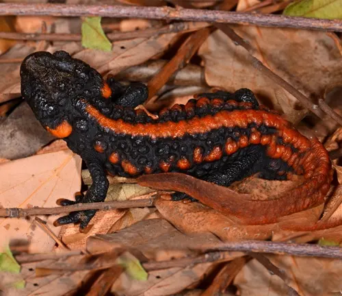 A Ziegler's crocodile newt on leaf litter, with a black body and bright orange belly.