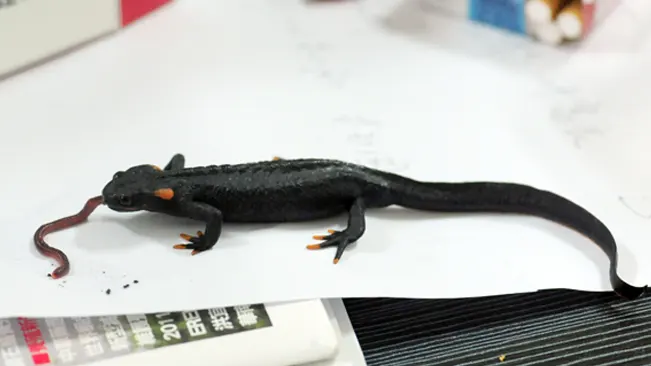 A black Taliang Knobby Newt with orange toes, eating a worm on a white surface.