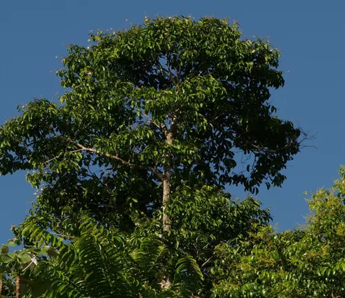 Dense canopy of a tree with dark green leaves against a clear blue sky
