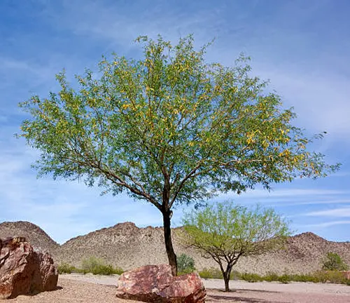 Legumes Tree - Green tree with yellow blossoms in a desert landscape with hills and clear sky
