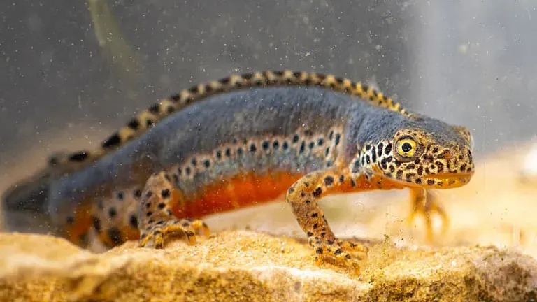 Alpine Newt