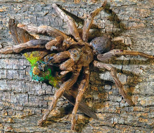 A Trinidad Chevron Tarantula with a green bird perched on its back, showcasing a unique symbiotic relationship.