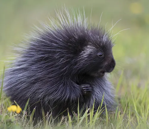 A North American porcupine peacefully rests in the grass, showcasing its unique spiky quills.