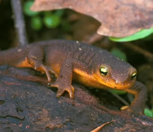 A California Newt on a damp log, with a dark brown back and a yellow-orange underside.