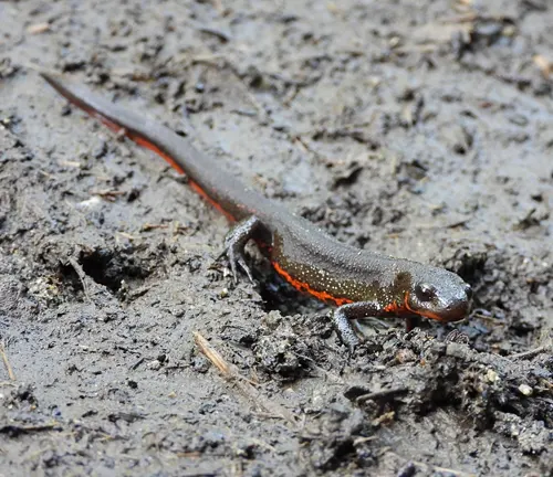 A Chinese Fire Belly Newt with a dark back and vibrant red belly stripe crawling on muddy ground.