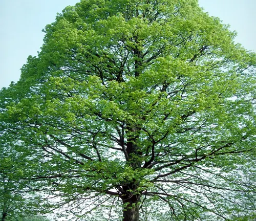 Tall tree with a sturdy trunk and a lush canopy of bright green leaves.