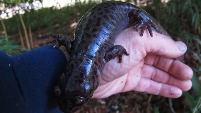 A person holding a large Coastal Giant Salamander in their hand, showcasing its size and spotted pattern.