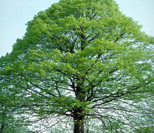 Tall tree with a sturdy trunk and a lush canopy of bright green leaves
