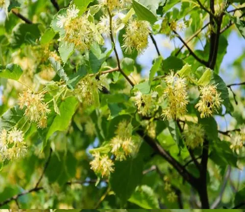 Bright yellow linden tree flowers blooming amongst lush green leaves in sunlight.